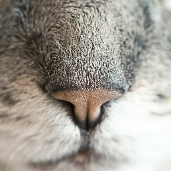 animal-pet-close-up-view-hairs
