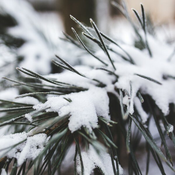 cold-snow-nature-winter